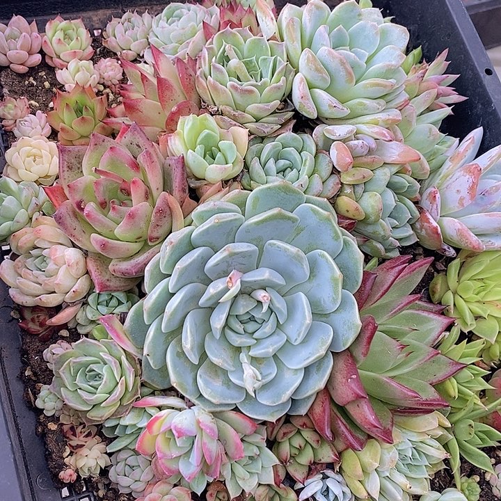 167 多肉植物盆栽花卉