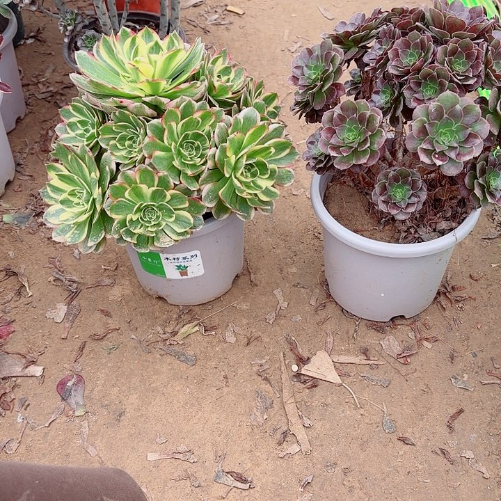 一***我海王和荷兰玫瑰1111111111