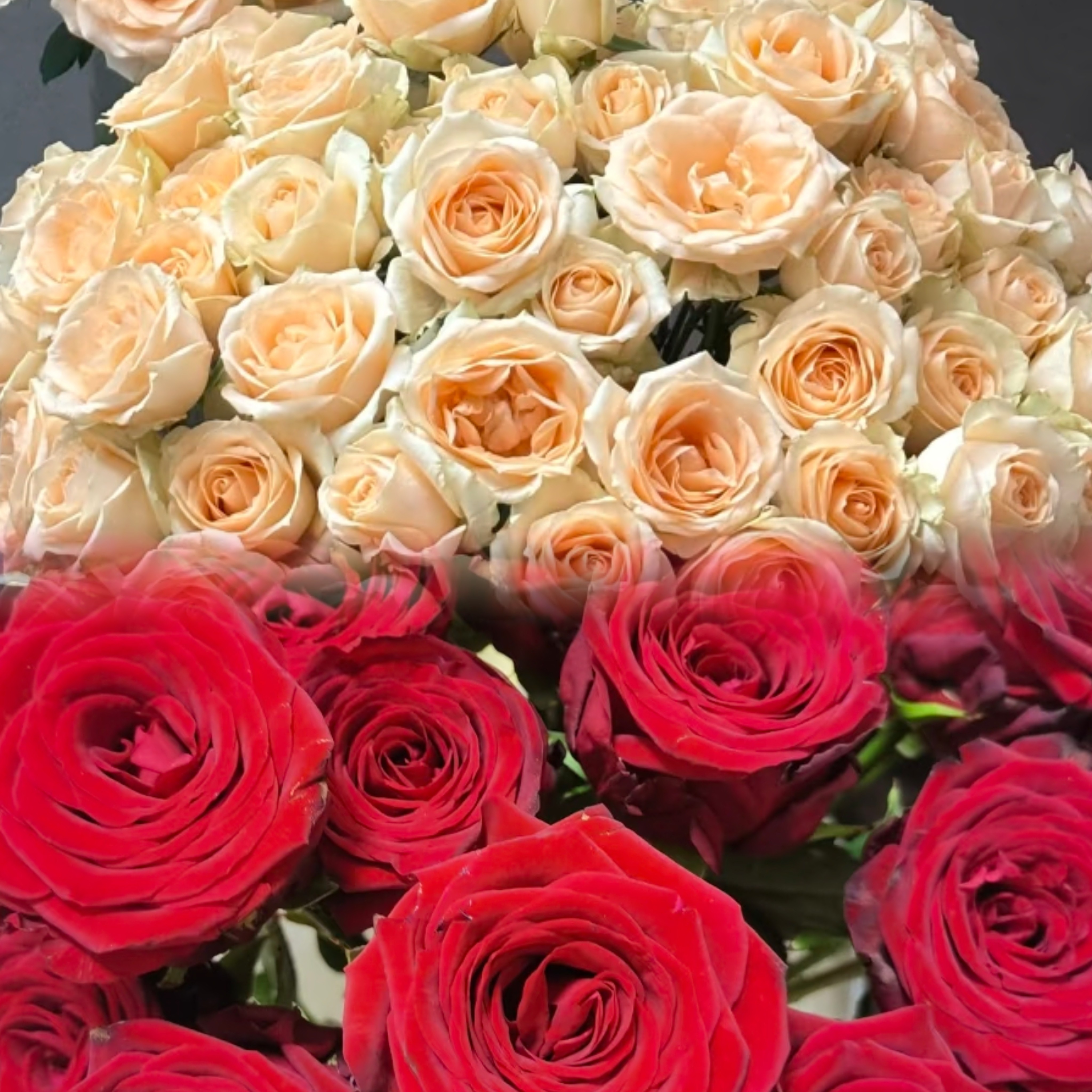 【工厂直发】娜欧米20支➕蜜桃鲜花玫瑰花玫瑰鲜花玫瑰10支