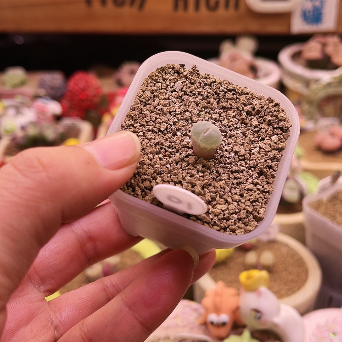 10号三年以上纽扣窗安格