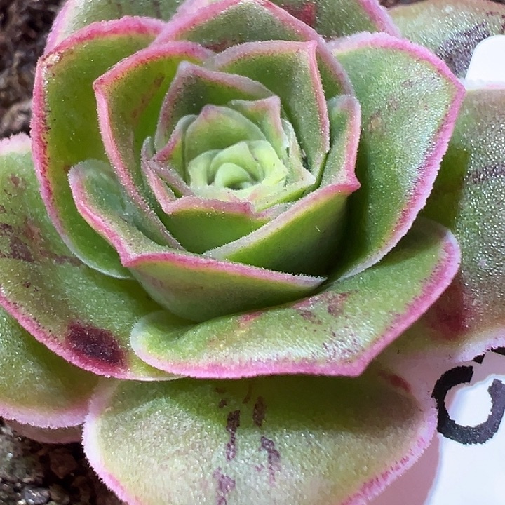 杨145 不知名捡漏