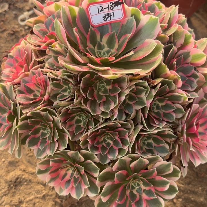 粉体女巫多肉法师不包损1