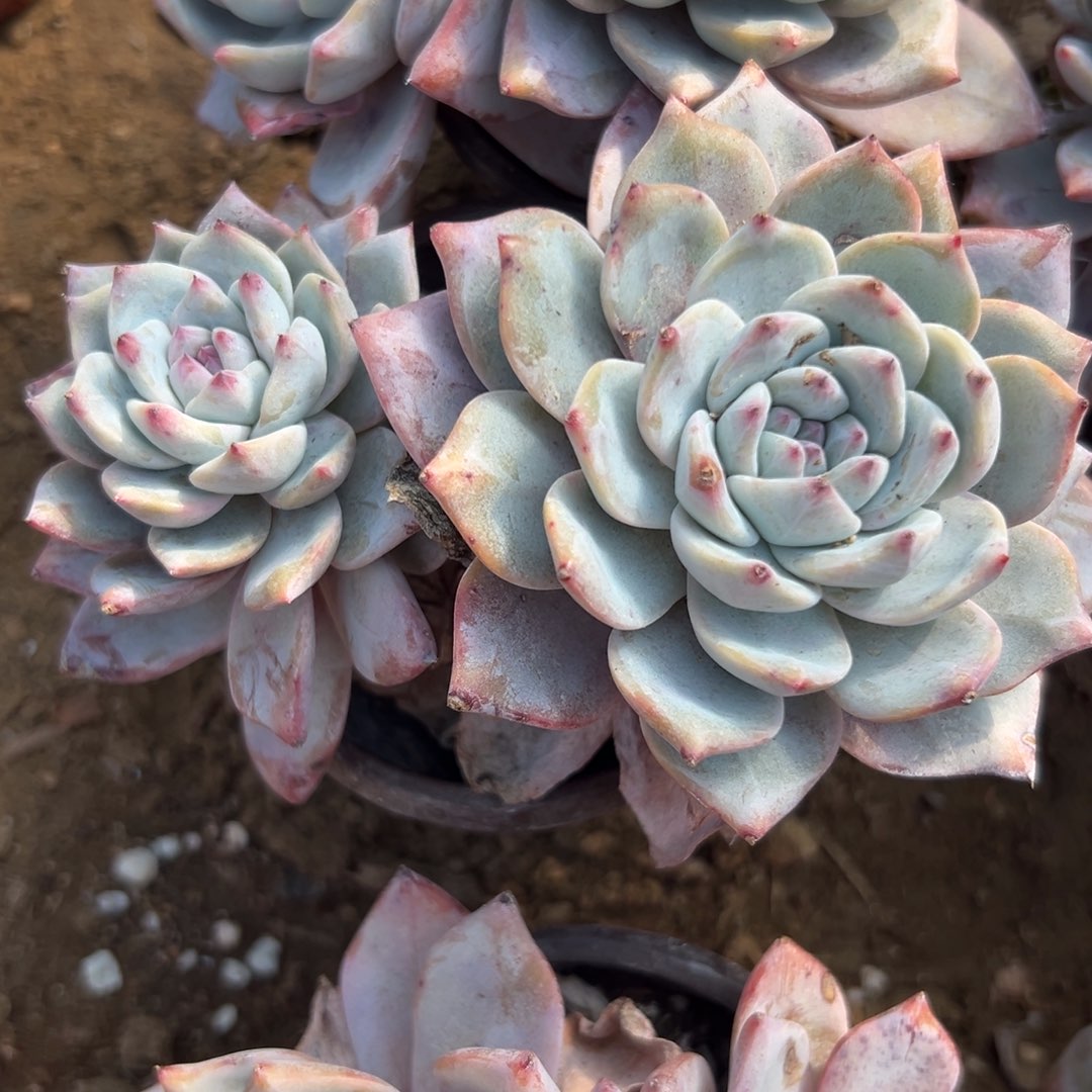 多肉植物多肉植物