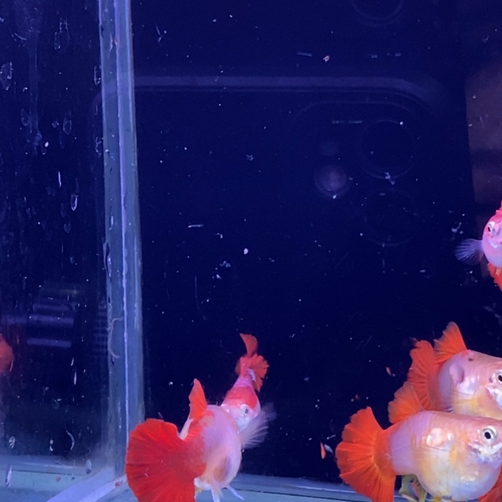 孔雀鱼黄爆球3对孔雀