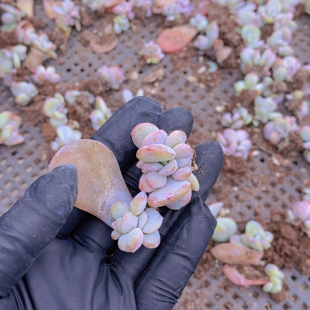 梦*奶茶叶插3头10颗。