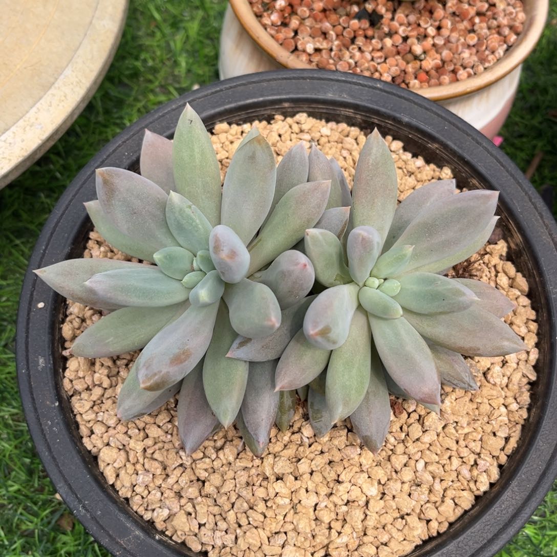 多肉植物哥特萝莉