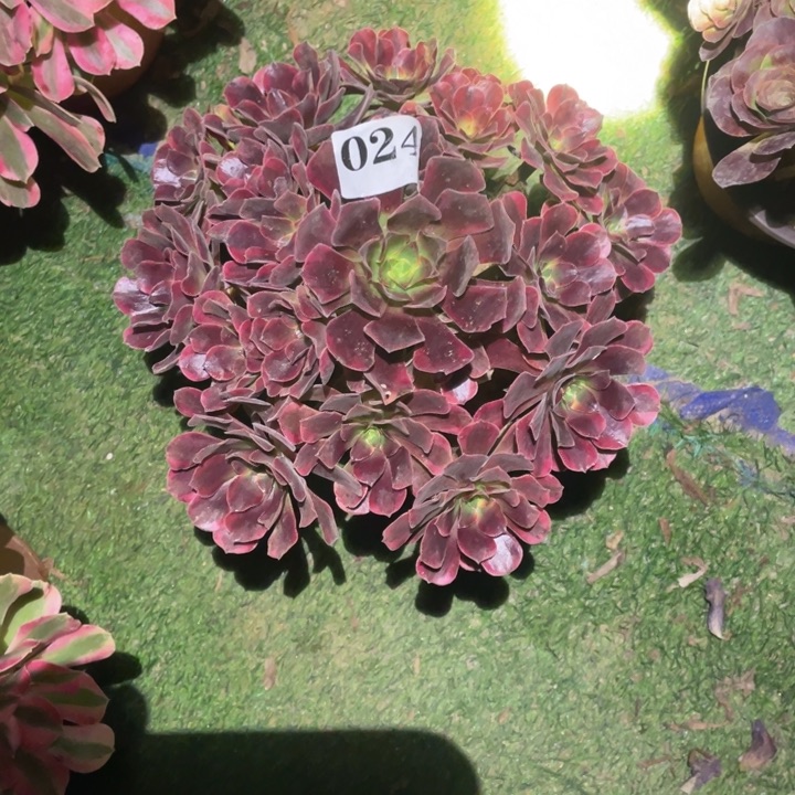 024号精品法师凤冠