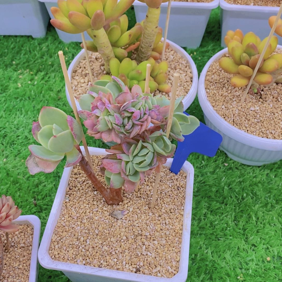 美**姥开心多肉植物多肉