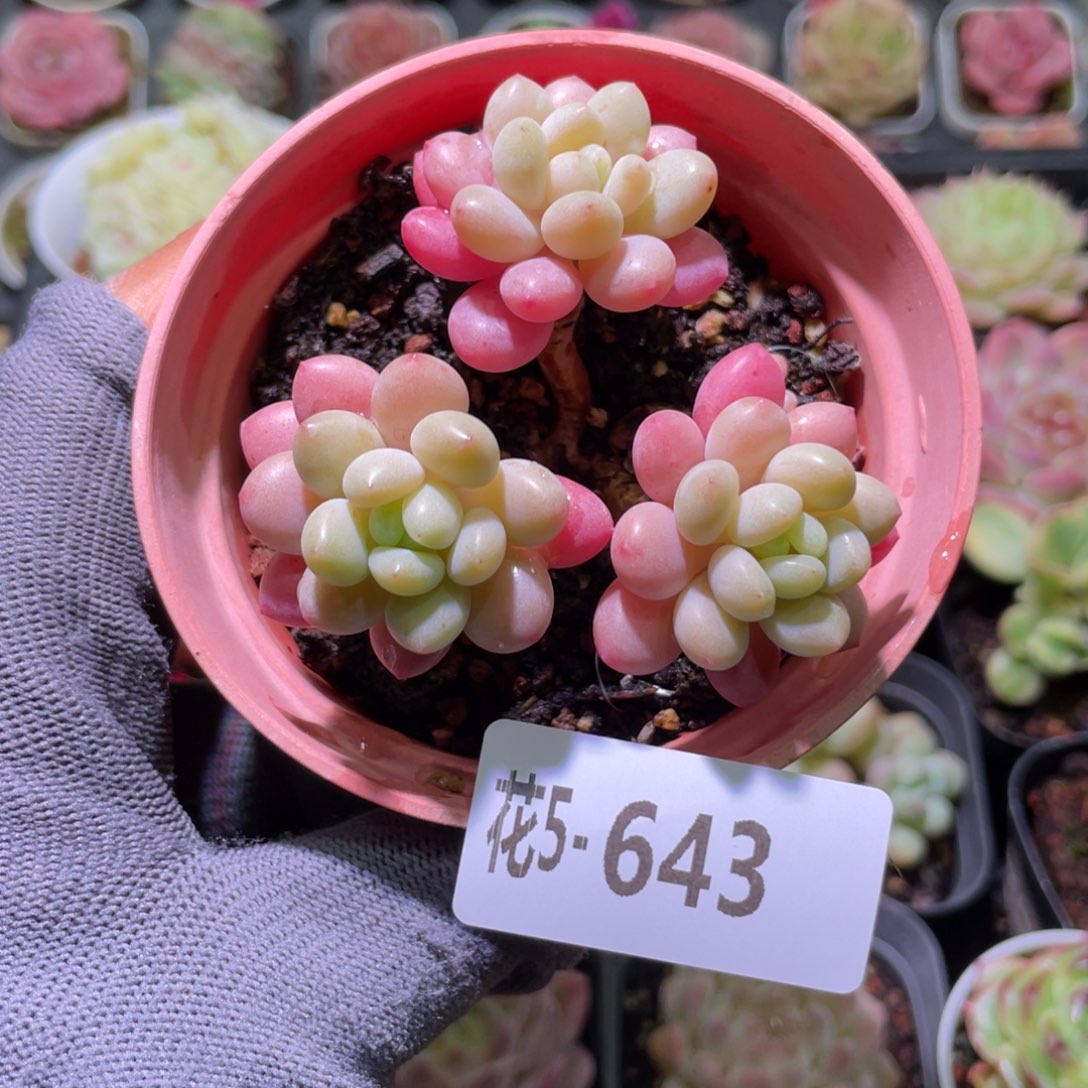 花利美5-643洛可可