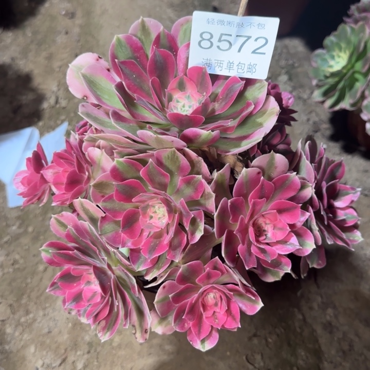 8572女巫多肉植物