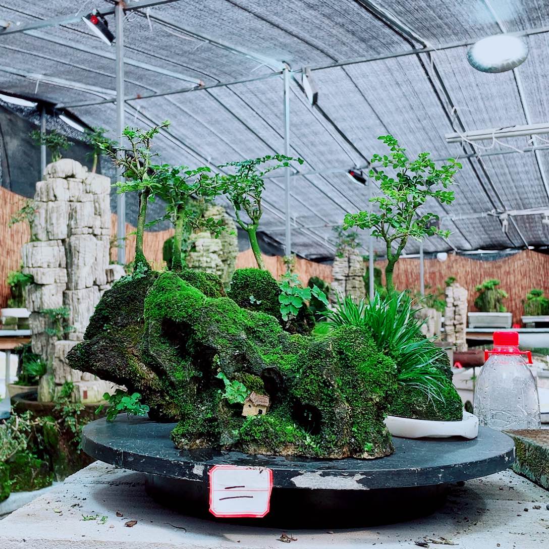 当前无花栽培后可以开花