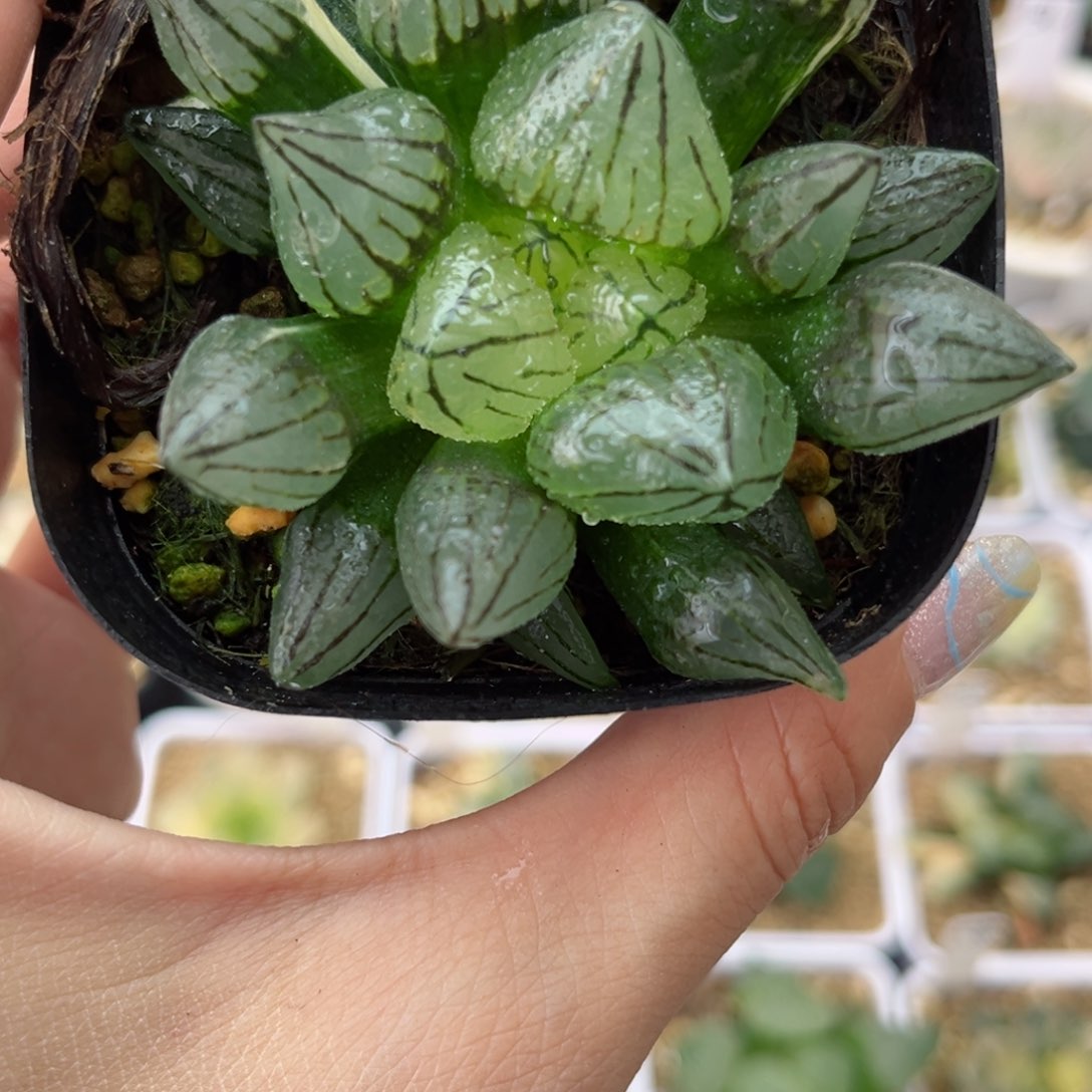 560西瓜寿锦哈哈哈哈哈哈哈