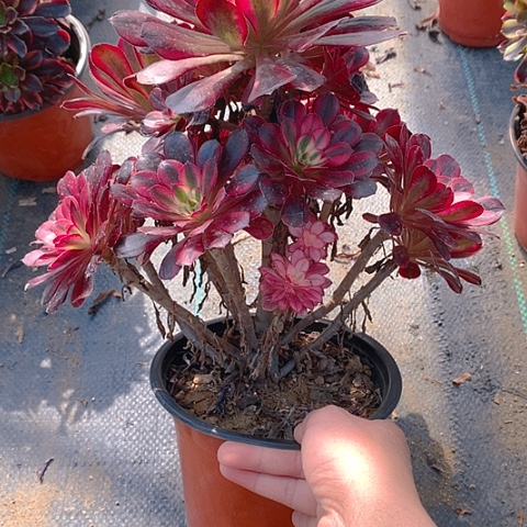 312香奈多肉植物