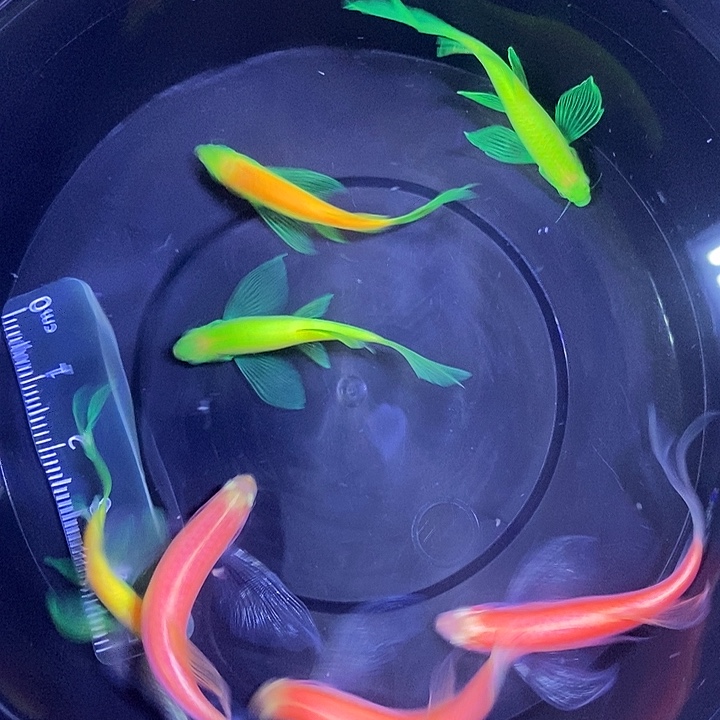 斑马鱼蝶翼斑马自选7条