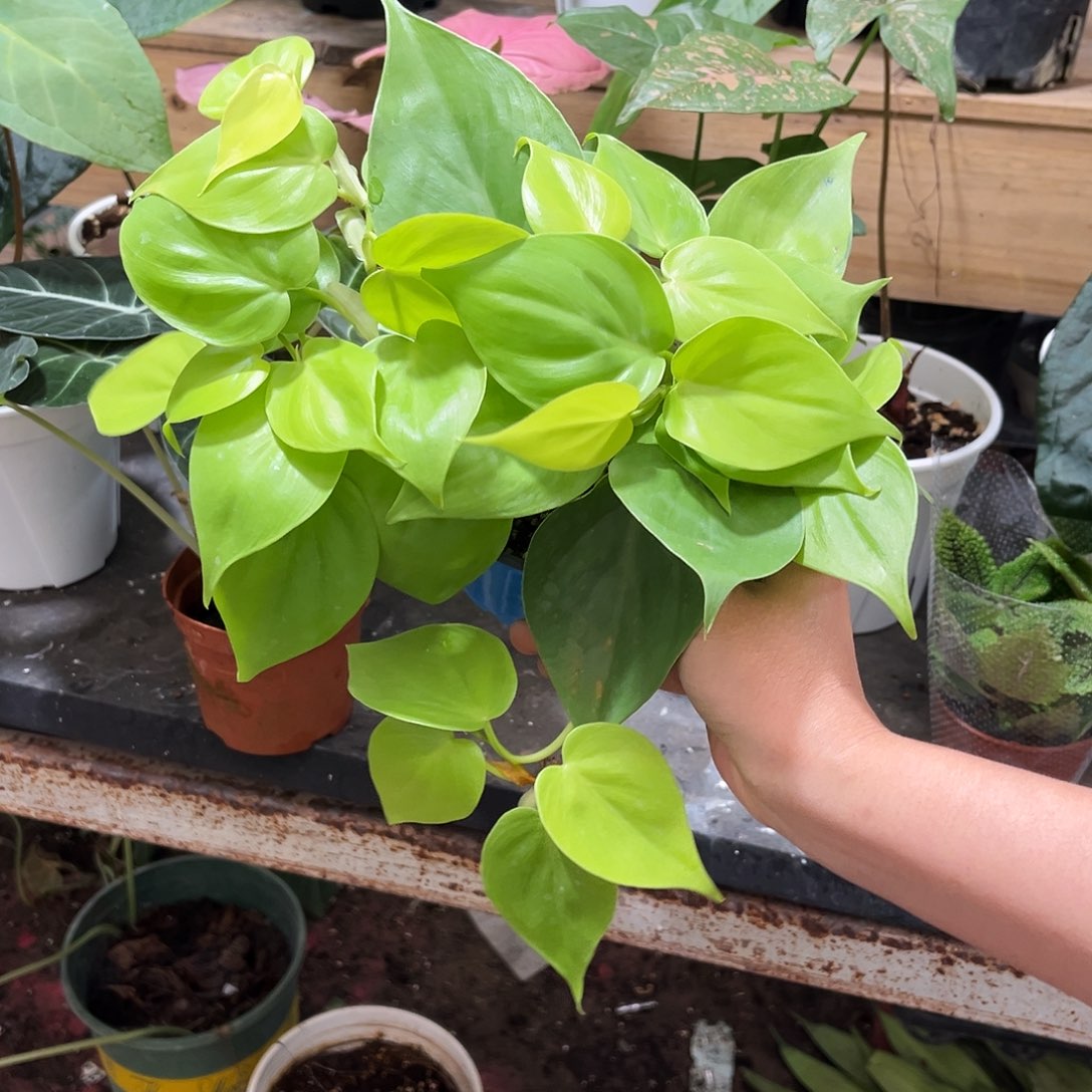 无花朵279 柠檬汁