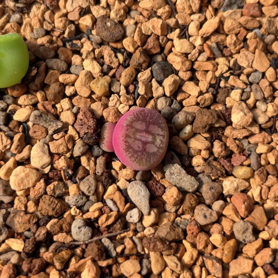 双头优选墨杂一棵