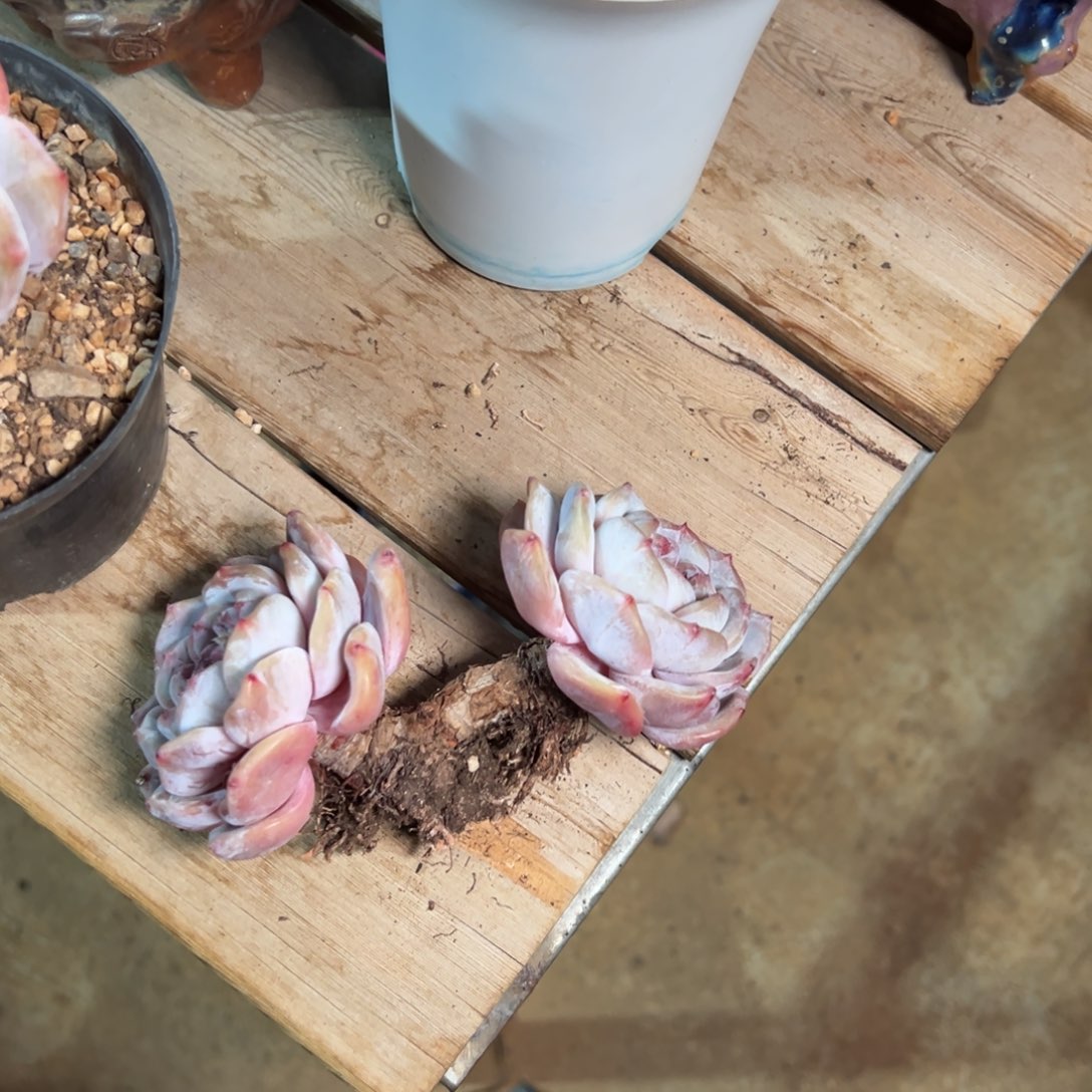 秒杀福利哈哈哈哈哈哈