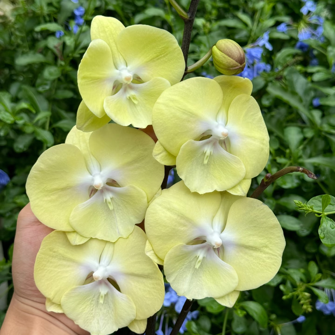 画鲜【香草冰淇淋蝴蝶兰花兰花】超稀缺蝴蝶兰1苗四季开好养带花苞