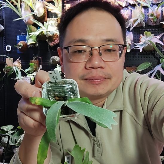 雪月鹿角蕨孢子苗318