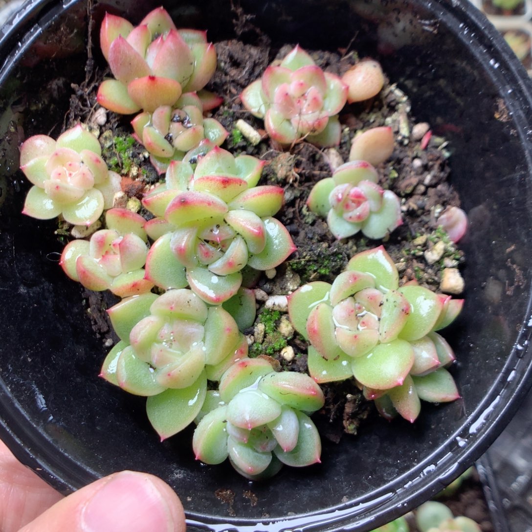 无花朵Q49yyyyyyyy