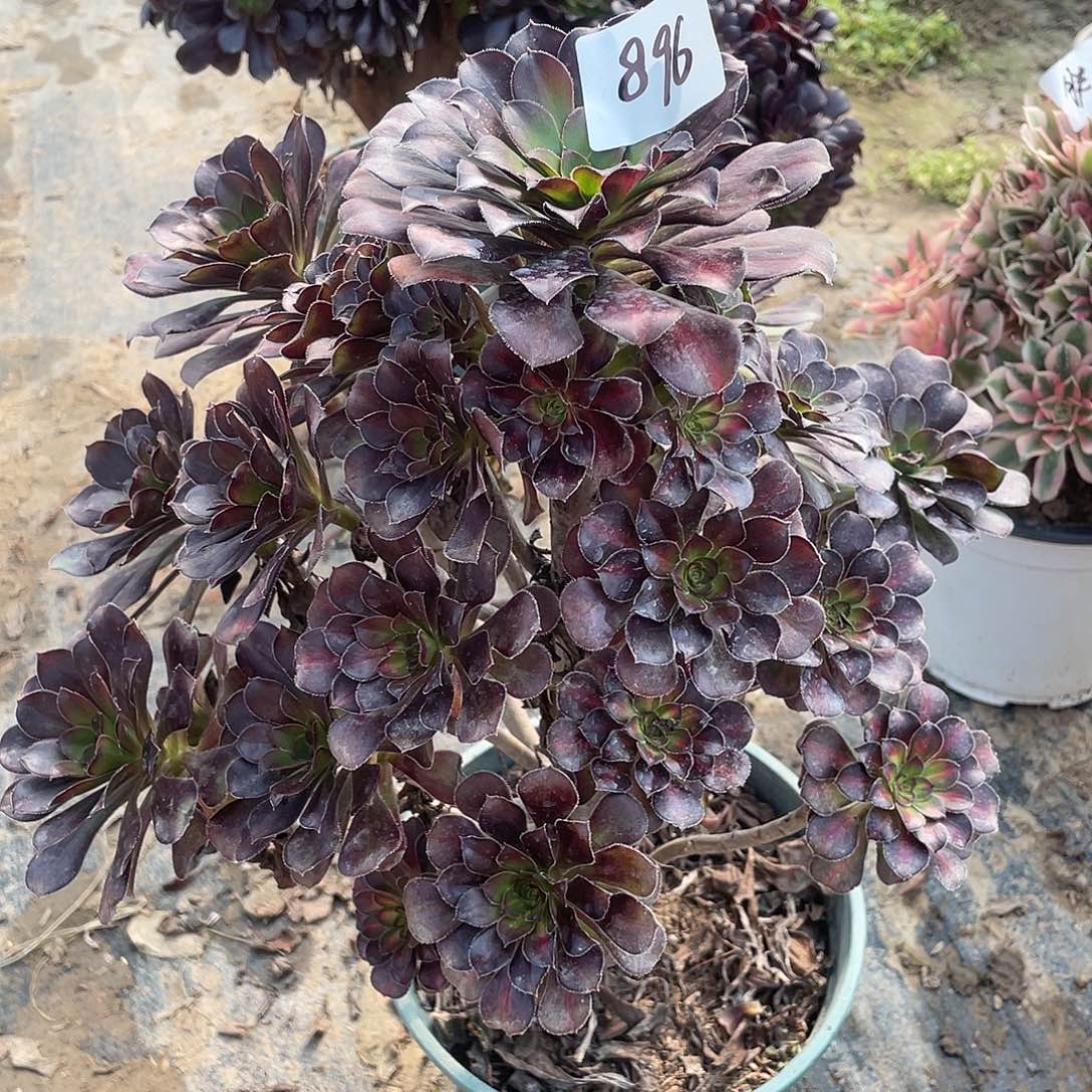 896法师植物晚霞