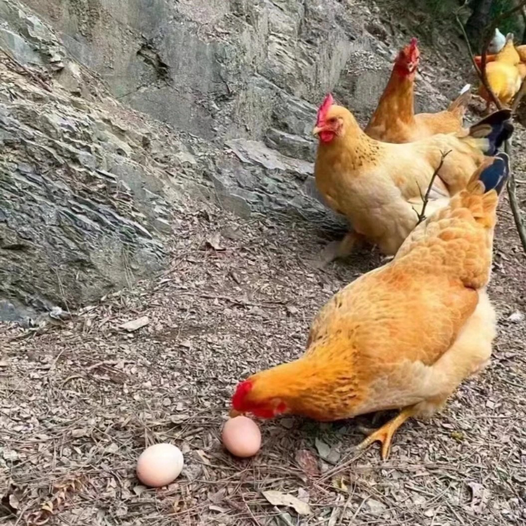 童子母鸡未生蛋+生蛋母鸡 包冰率10%以内