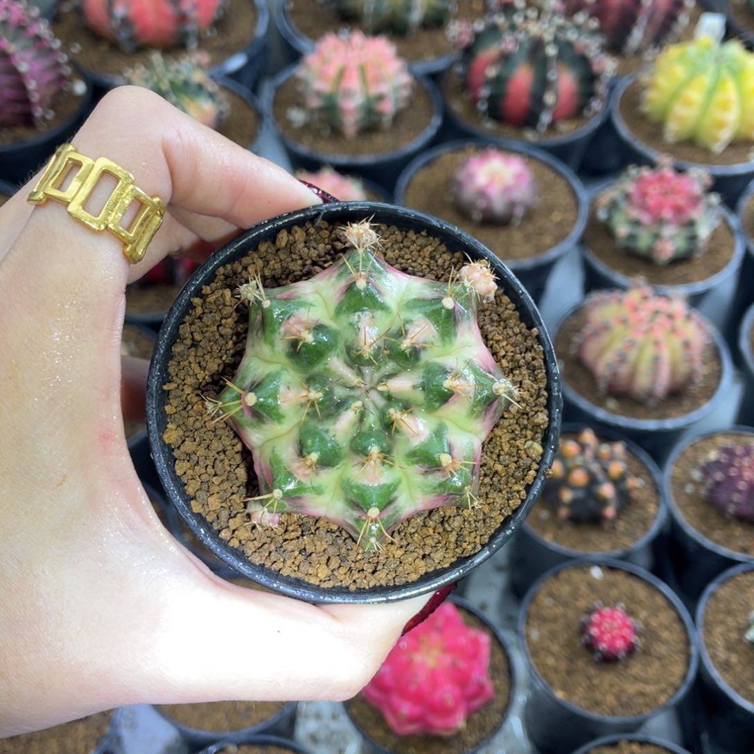 米哈星球000000005