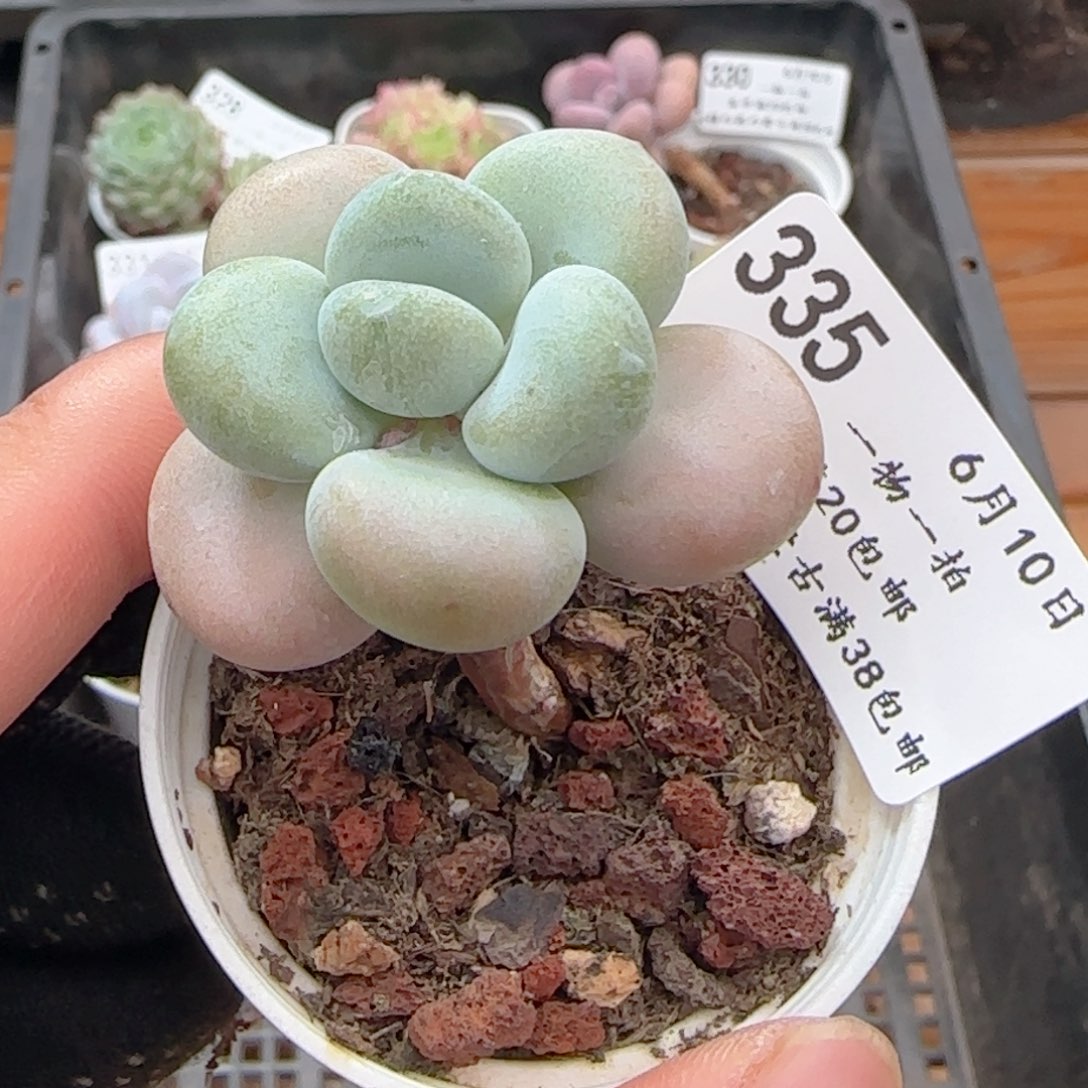 0610-335洛神小老桩