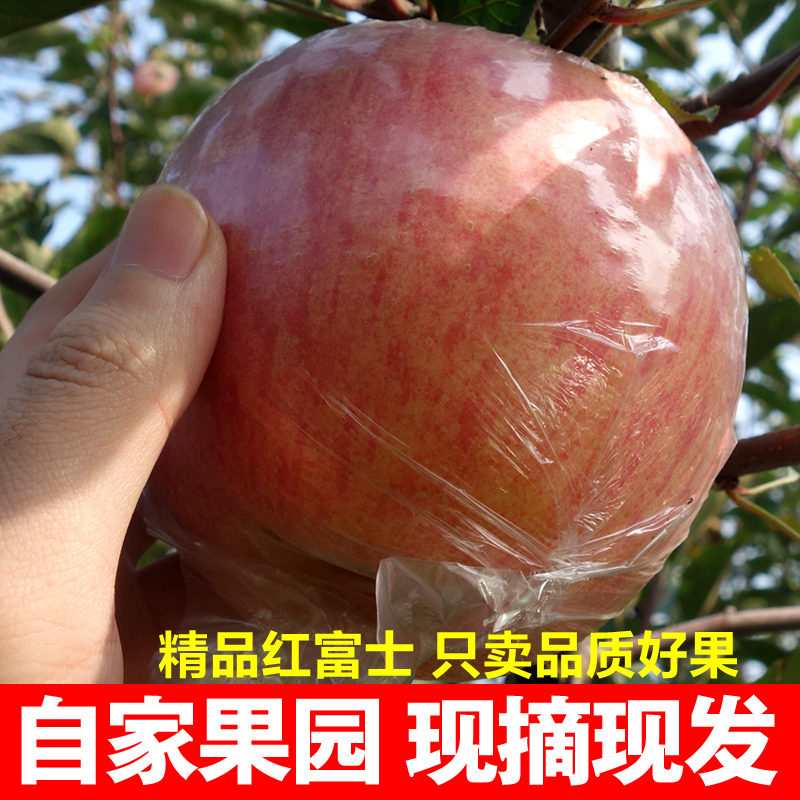 山西红富士苹果果肉细腻脆甜爆甜新鲜水果好吃不贵聚划算苹果