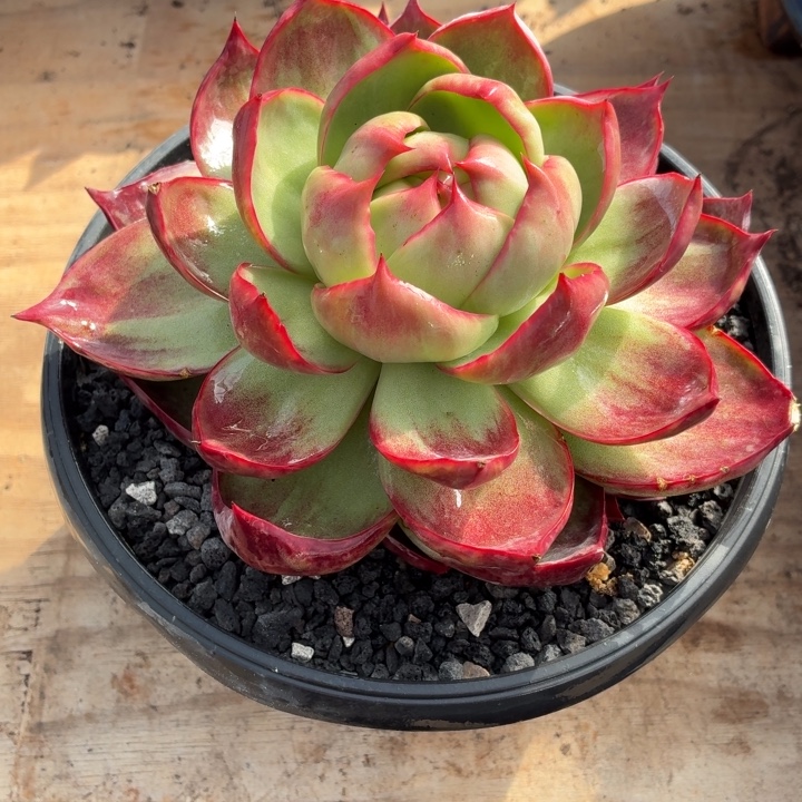 多肉植物惊鸿仙子