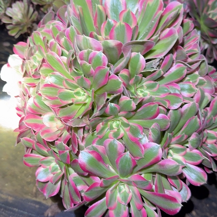 新品种妖月老桩亏本福利