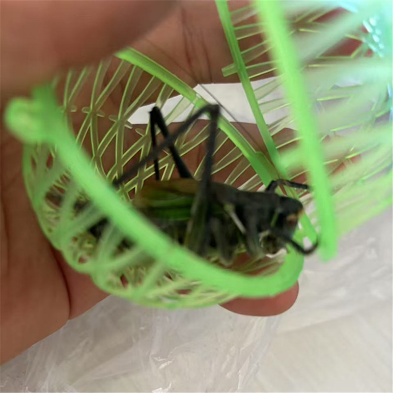 铁皮蝈蝈绿蝈蝈山青蝈蝈翠绿蝈蝈直播间蝈蝈