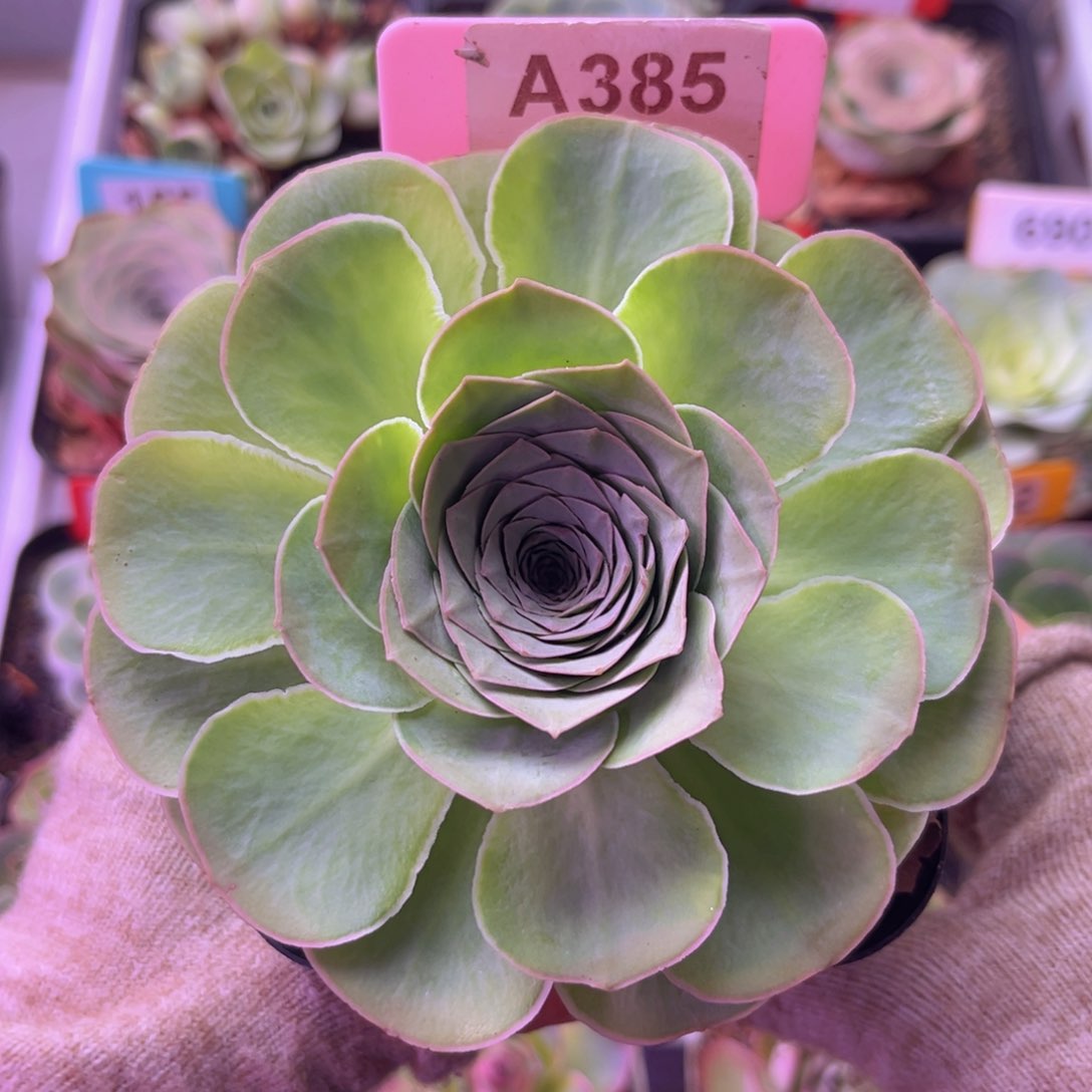 山地玫瑰一物一拍A385