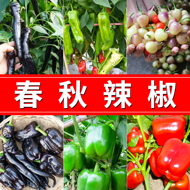 【春秋辣椒】种籽四季春季菜种青菜盆栽合集菜籽蔬菜孑种简单夏季