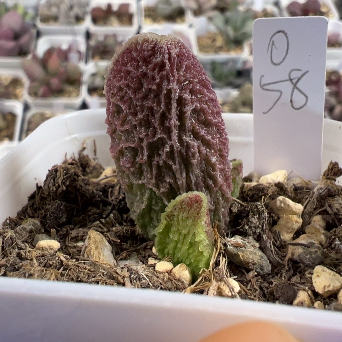 纹路款实生新品多肉植物水泡