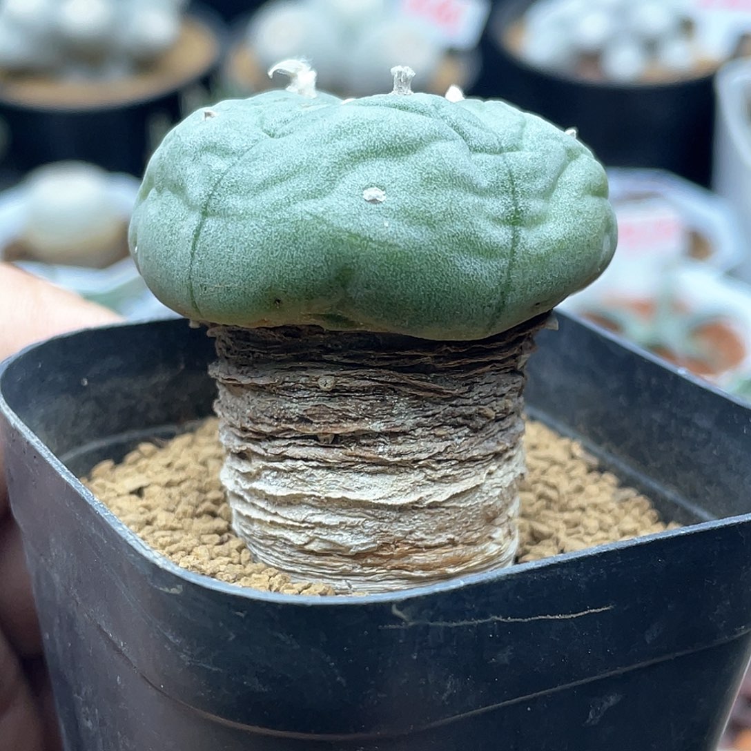 实生产地考氏乌海鲜仙人球