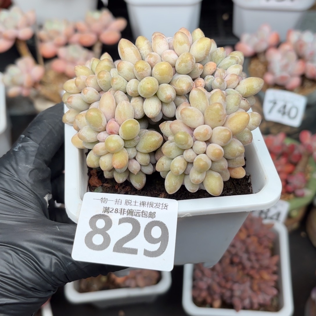 汤圆缀无盆土发货