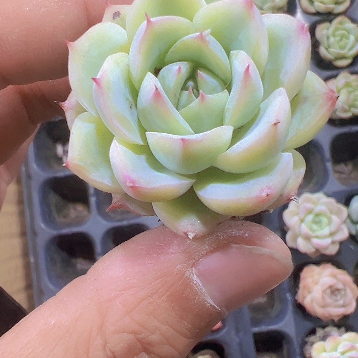 法兰西玫瑰精品多肉植物大战