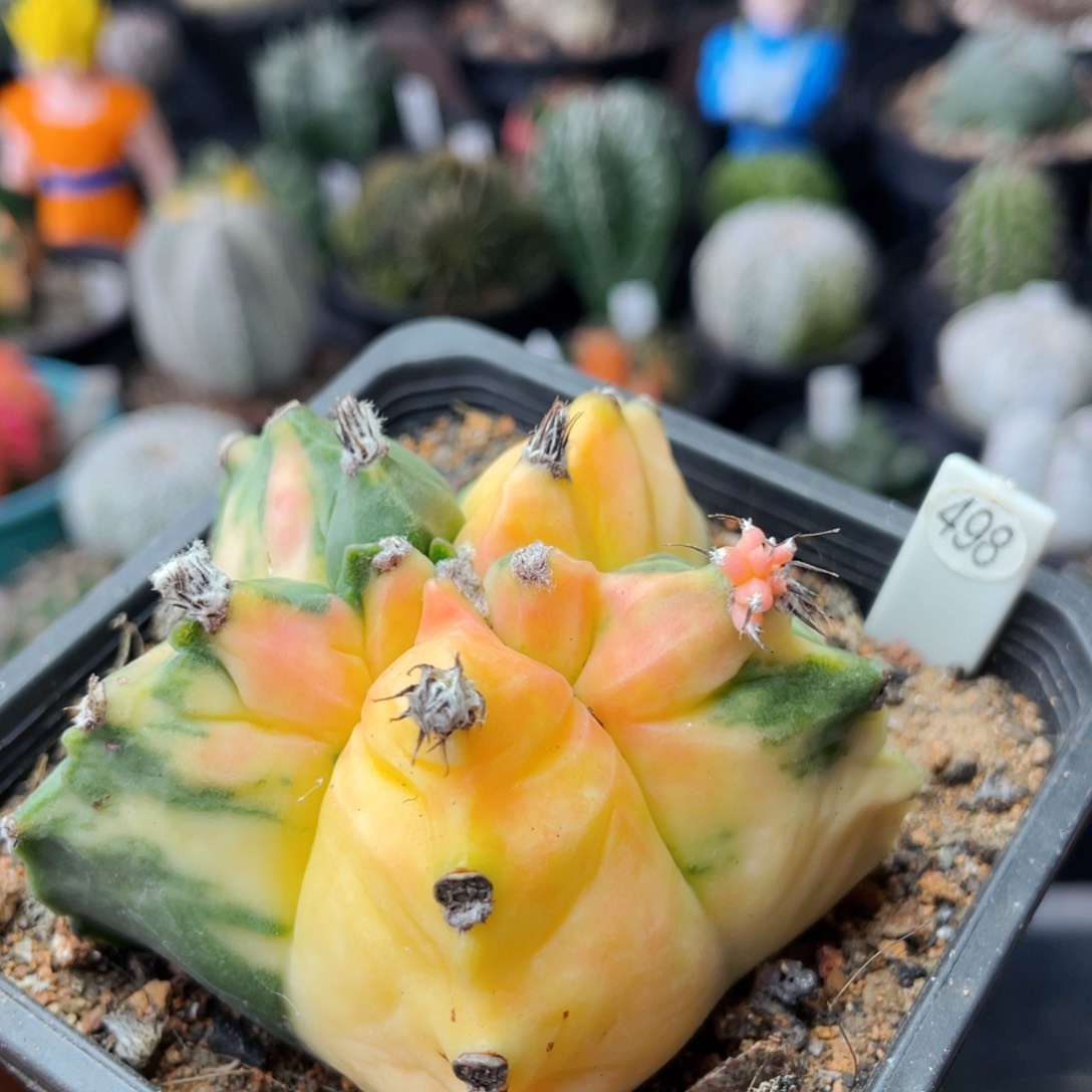 仙人球满28包邮盆5公分龟甲鸾凤玉锦自根7.2公分