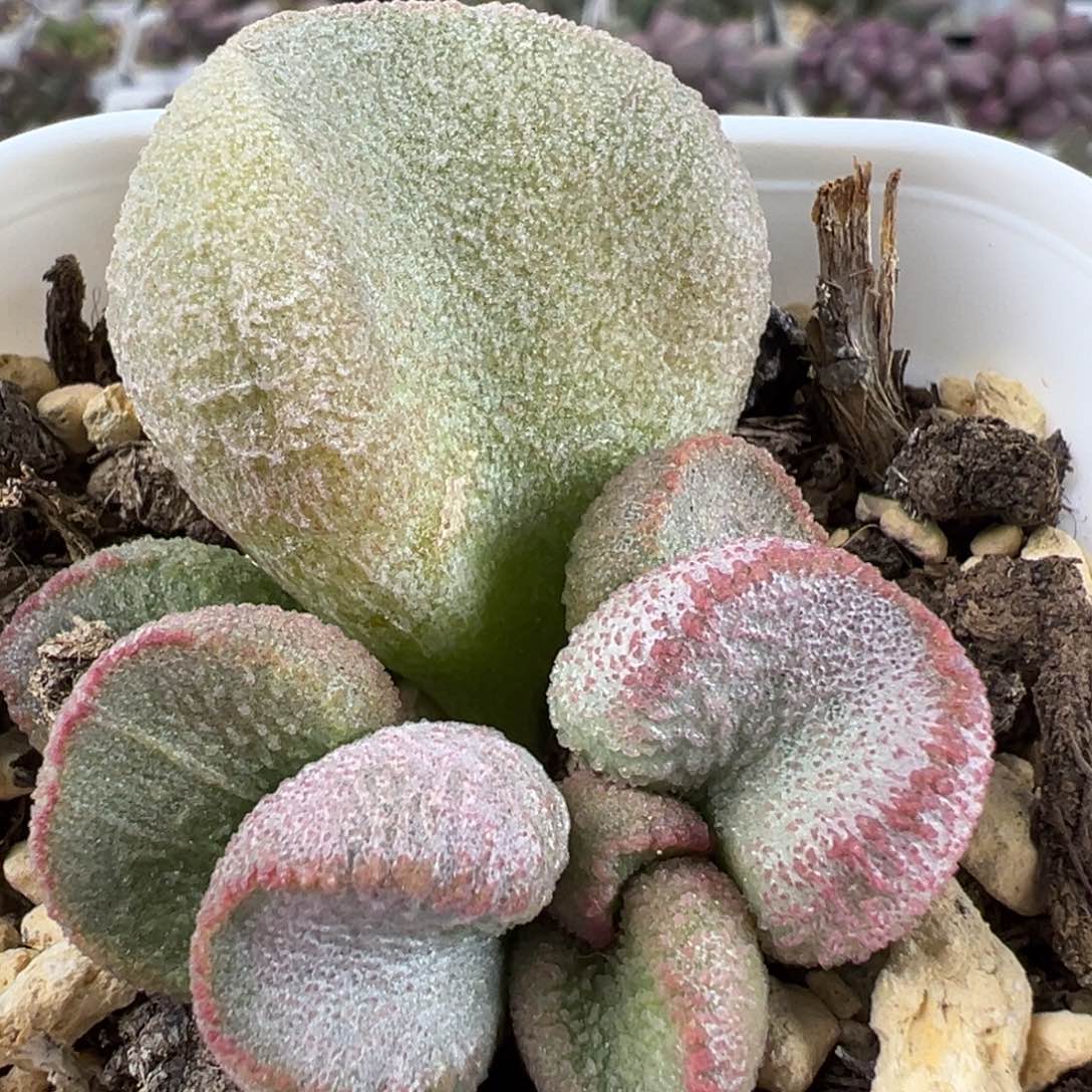 实生底叶苗多肉植物水泡实生新品