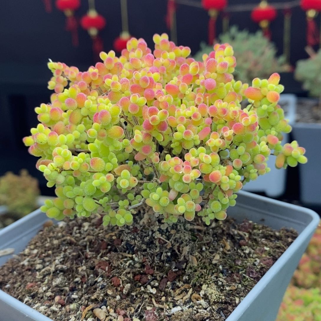 143号蜜橘球糖球枝干