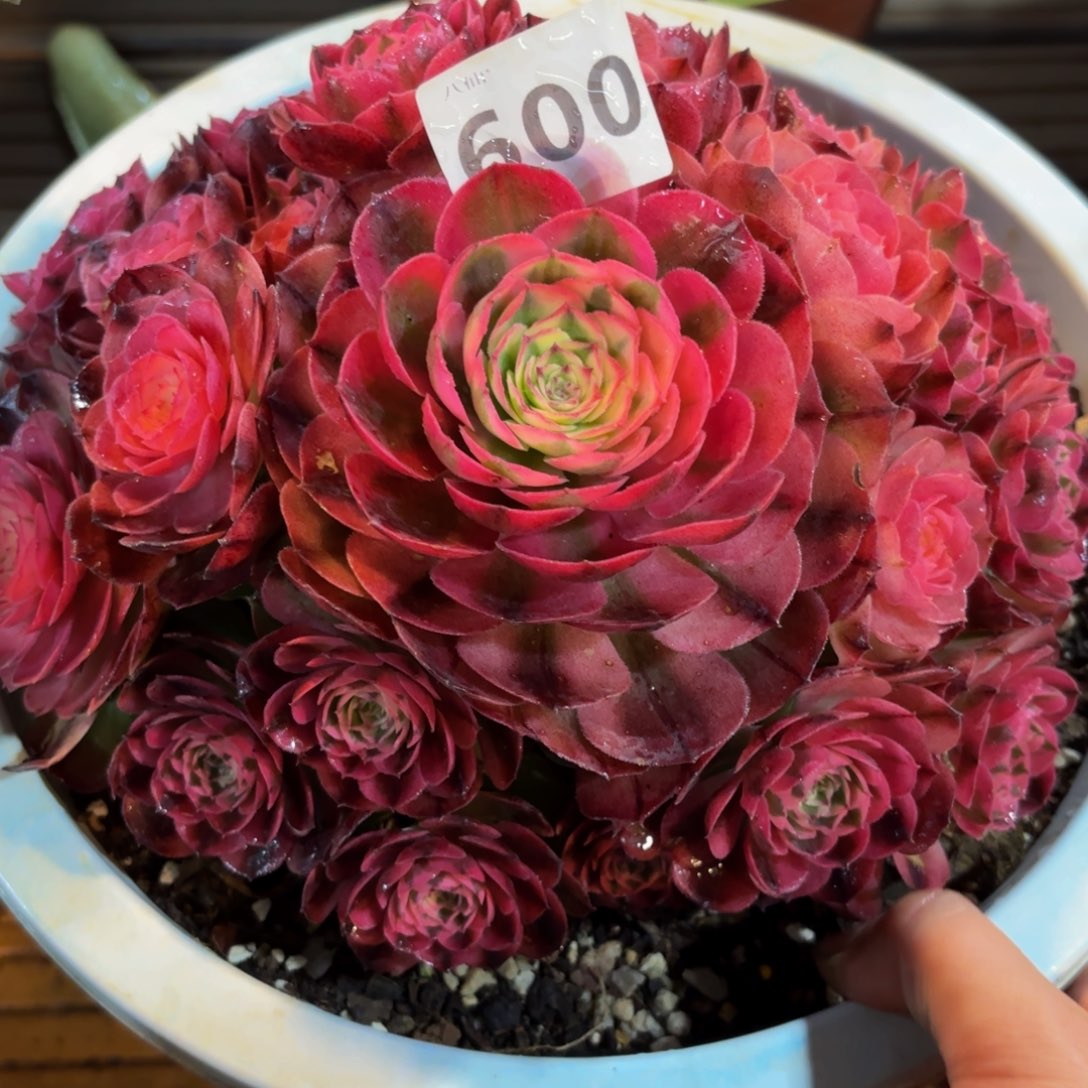 600多肉植物荔枝