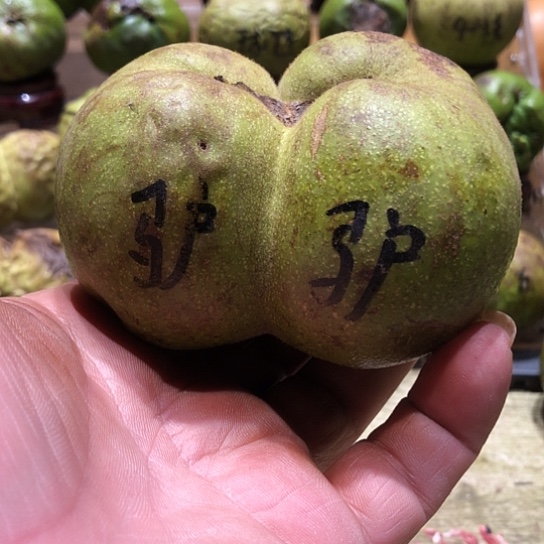 吊坠桃核核桃核桃