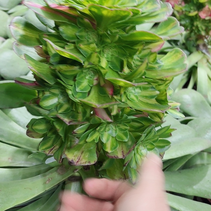 多肉植物知否2137