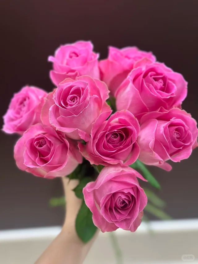 （蔓蔓）糖果雪山单头玫瑰15支+5支防损 1单包邮