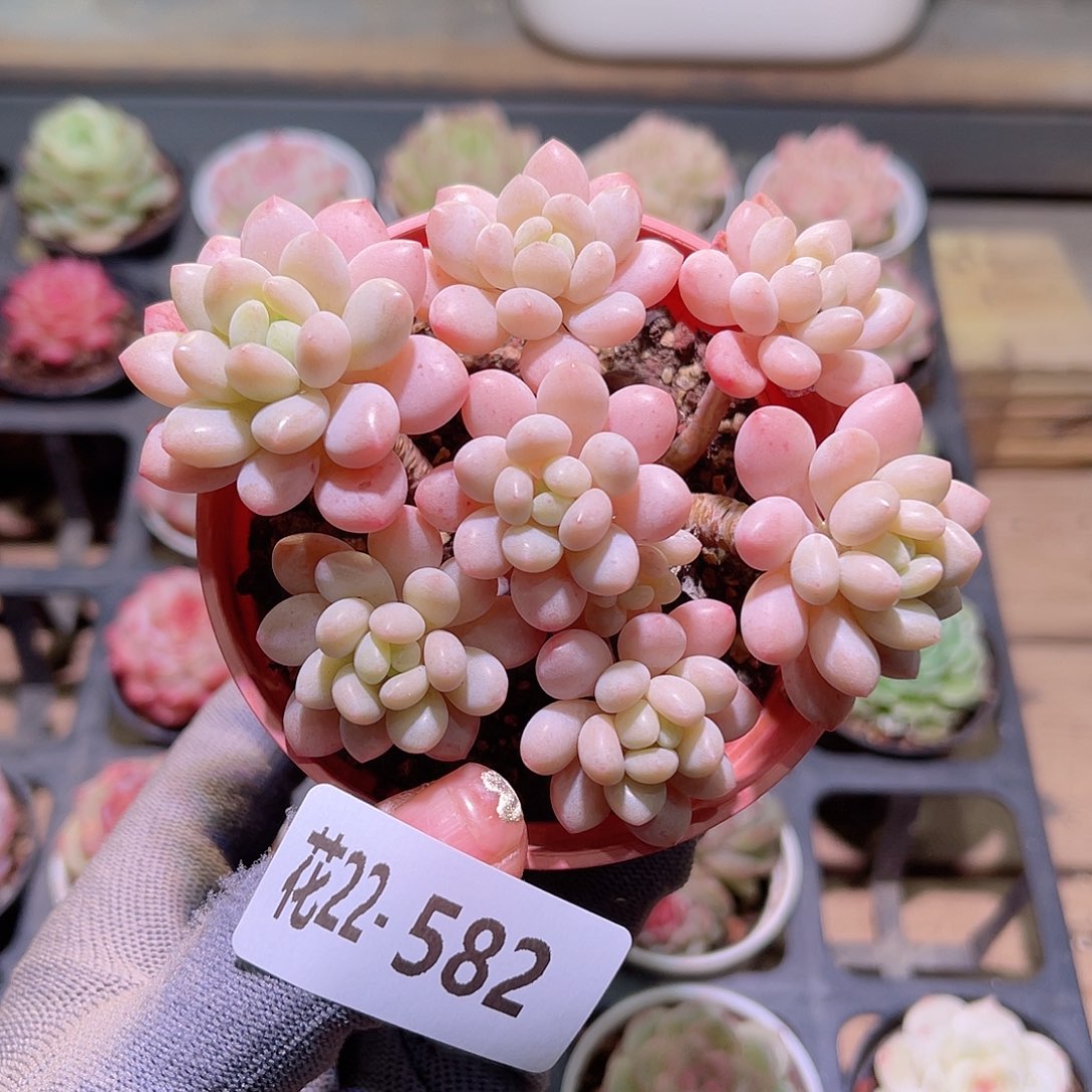 花22-582洛可可群