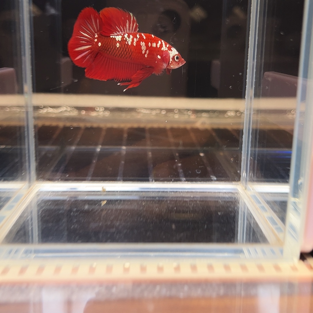 海水鱼宙斯斗鱼竞拍 1226高端场