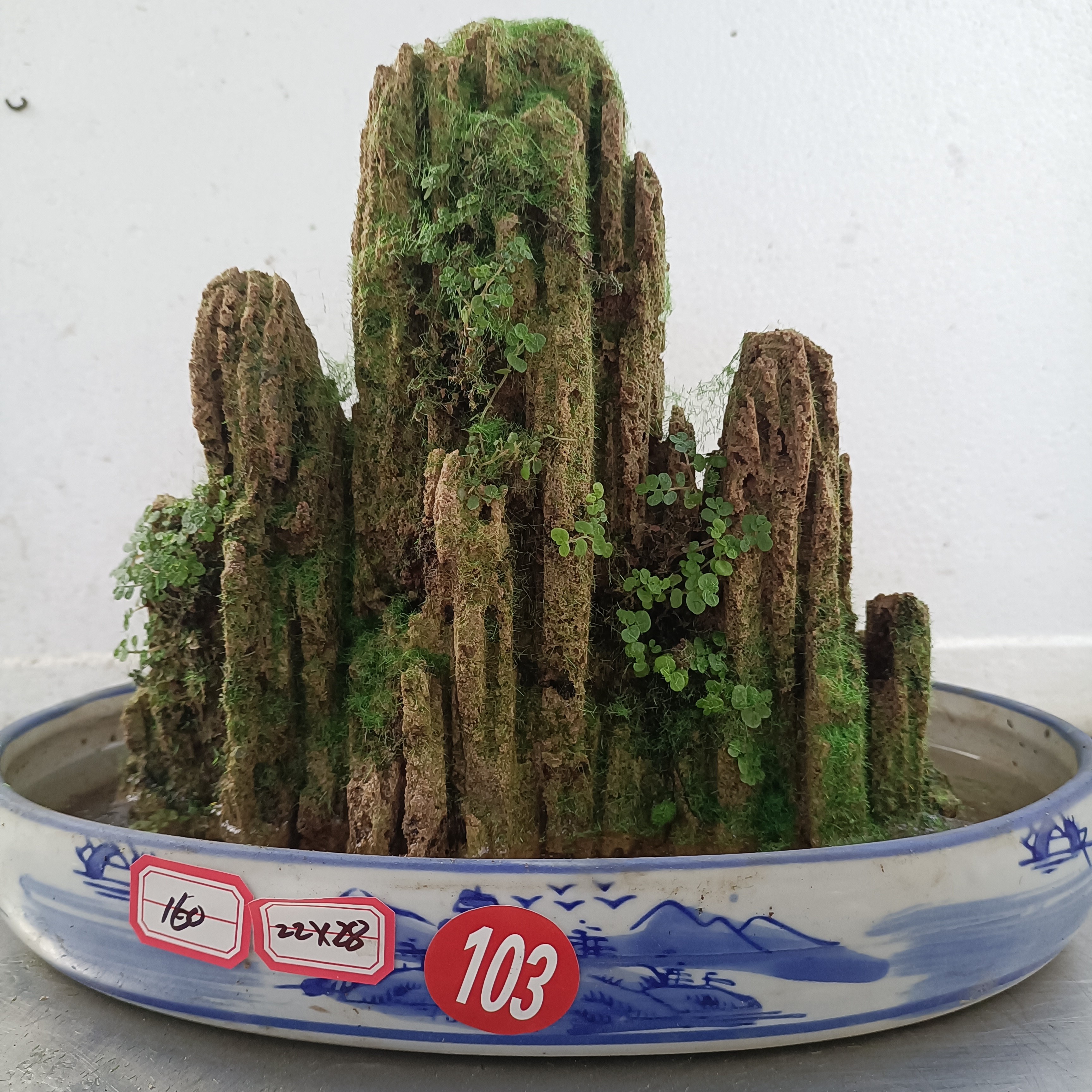 高22盆28小吸水石绿植盆景