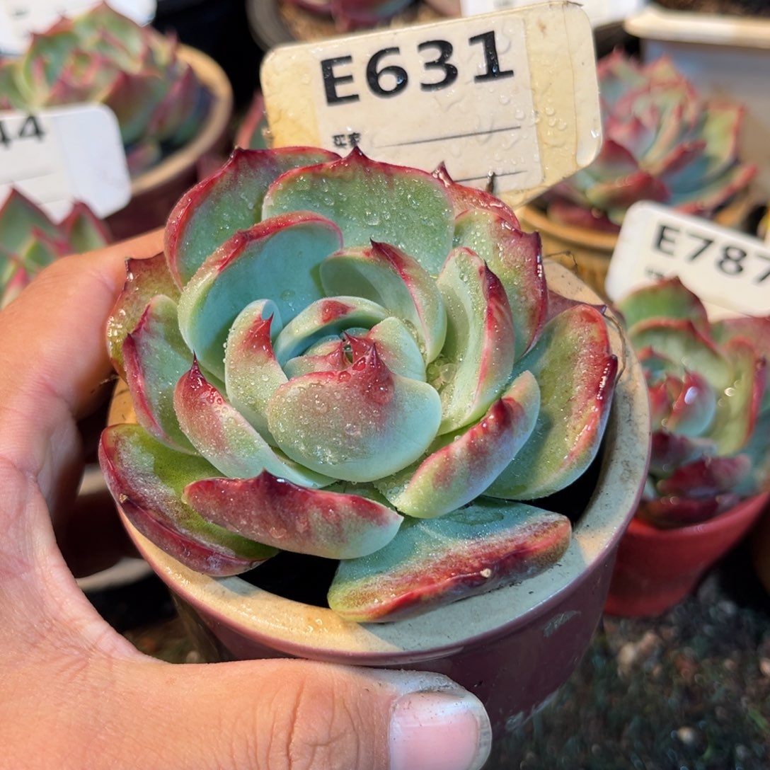 惊鸿一瞥631号多肉