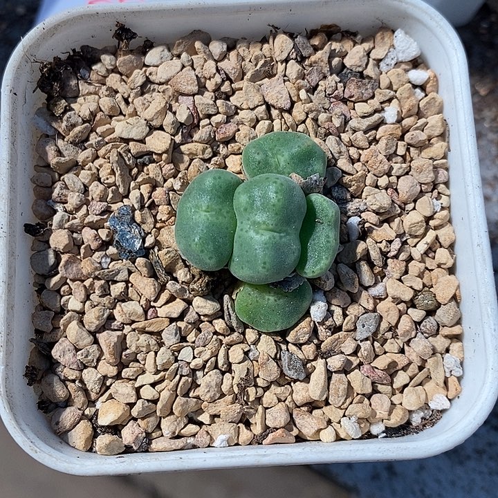 23307。   绿豆糕。  